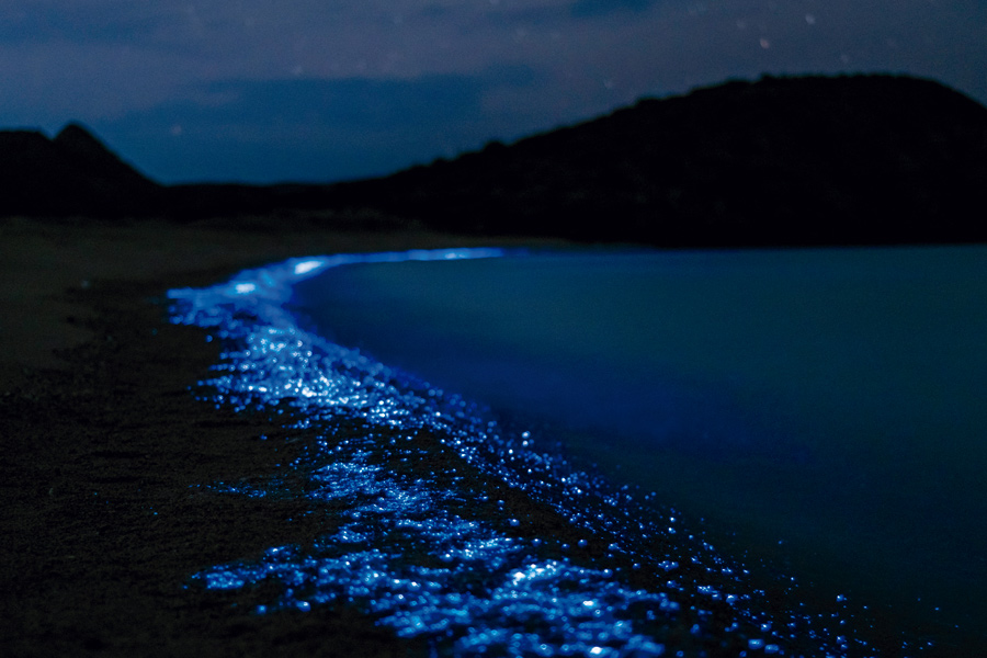 Bioluminiscencia Holbox