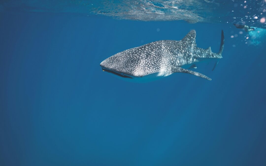 Encounter with the Marine Majesty in Holbox