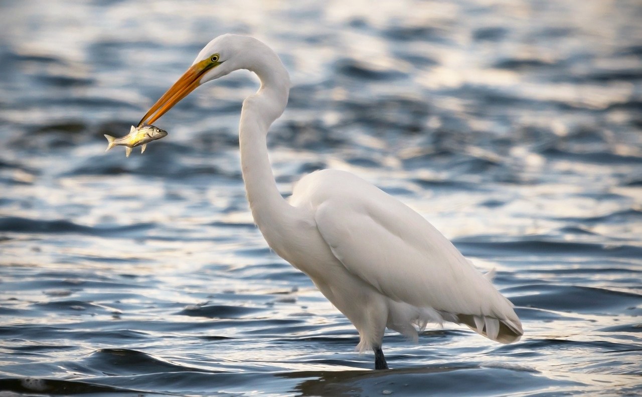 Descubre la biodiversidad única de Isla Holbox: flora y fauna salvaje te esperan. Encuentra soluciones y ¡visita Hotel Punta Caliza ahora!