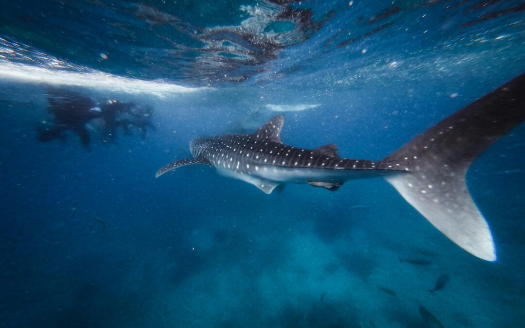 Lugares Naturales Imprescindibles en Holbox para Conectar con la Tierra y el Mar