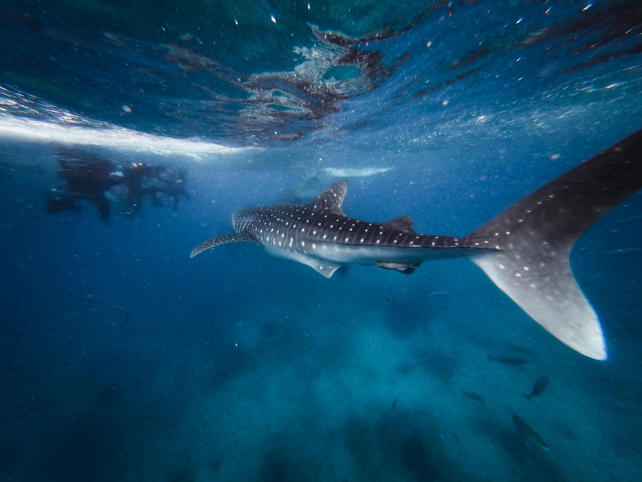 Descubre los Lugares Naturales Imprescindibles en Holbox para Conectar con la Tierra y el Mar. ¡Encuentra la solución perfecta en Hotel Punta Caliza!   ¡Reserva ahora y vive una experiencia única!