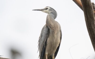 Birdwatching Guide for Holbox: Best Spots and Highlighted Species