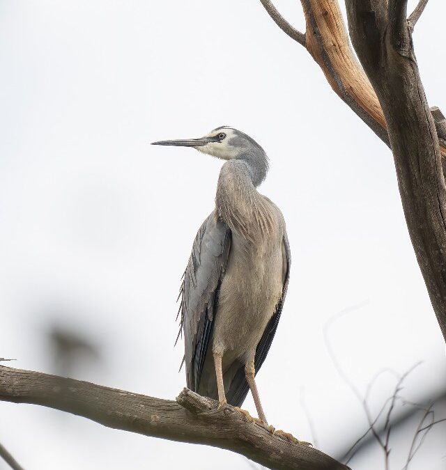 Birdwatching Guide for Holbox: Best Spots and Highlighted Species