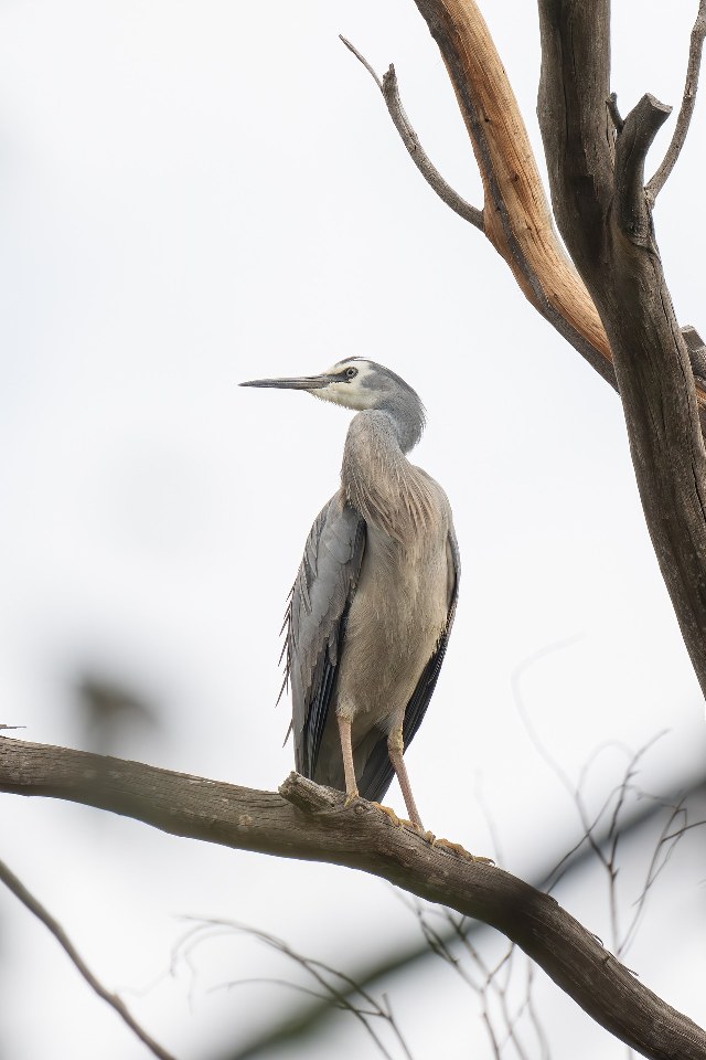 Discover the ultimate Birdwatching Guide for Holbox: Best Spots and Highlighted Species. Plan your trip with ease and make the most of your birdwatching adventure!