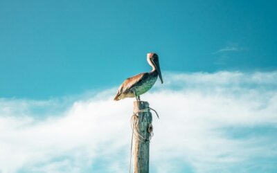 Caribbean Sea in Isla Holbox: A Sanctuary of Life and Biodiversity