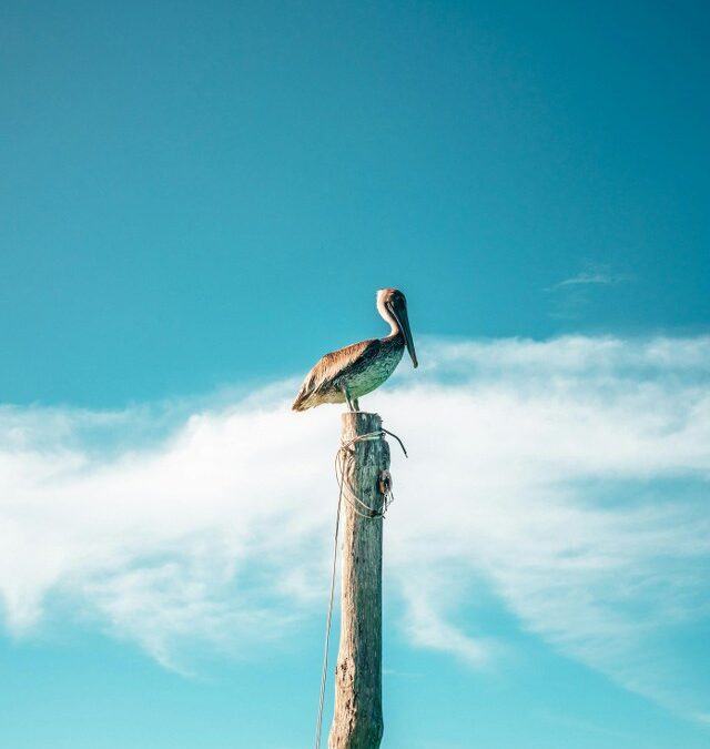 Caribbean Sea in Isla Holbox: A Sanctuary of Life and Biodiversity