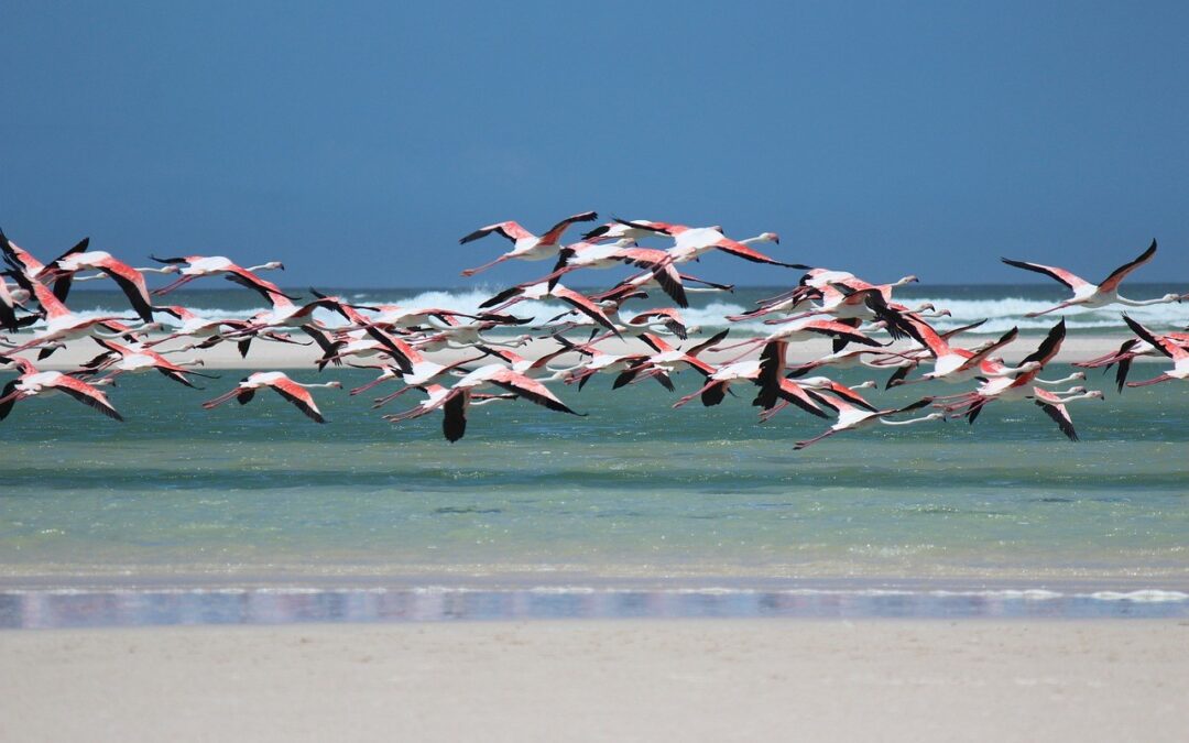 Reserva de Yum Balam en Holbox: Todo lo que Necesitas Saber sobre este Refugio Natural