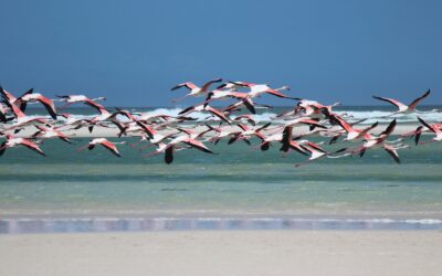 Reserva de Yum Balam en Holbox: Todo lo que Necesitas Saber sobre este Refugio Natural