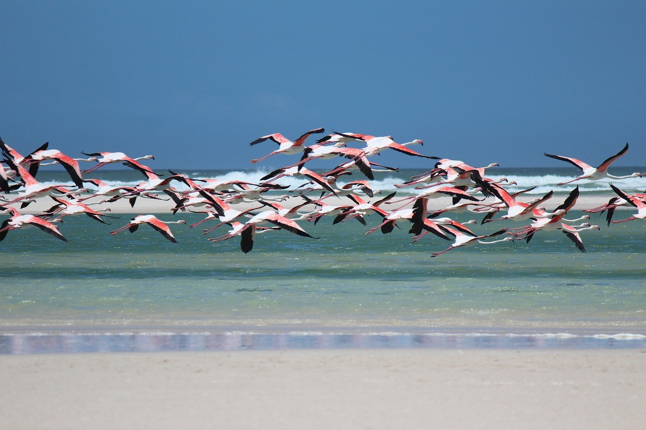 Descubre todo sobre la Reserva de Yum Balam en Holbox