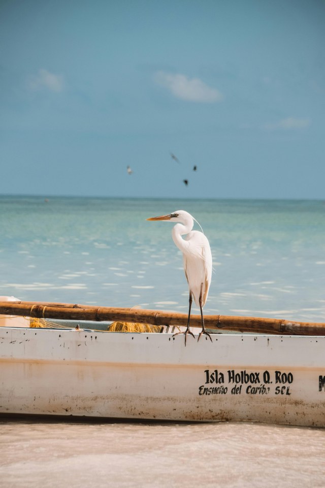 Discover Ecotourism in Holbox: Responsible Activities for Nature Lovers. Find the perfect solution to explore nature sustainably. Book now!