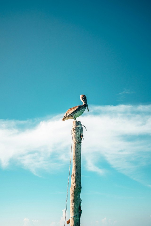 Descubre el fascinante mundo del avistamiento de aves en Holbox con nuestra completa guía de especies y los mejores lugares para observarlas. ¡Planifica tu aventura ahora!