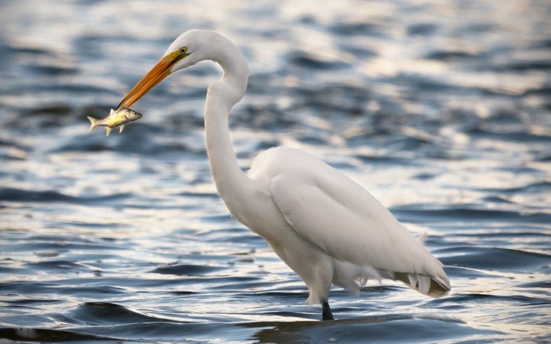 Birdwatching in Holbox: Species Guide and Best Spots for Observation