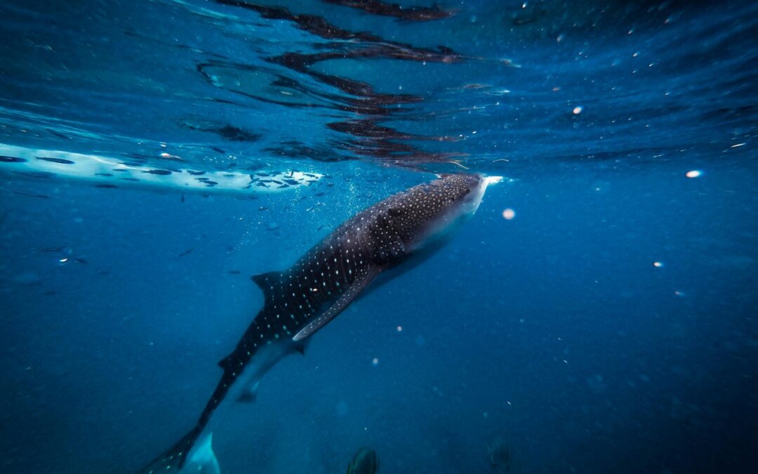 Exploring Holbox’s Marine Ecosystem: The Richness of Underwater Life