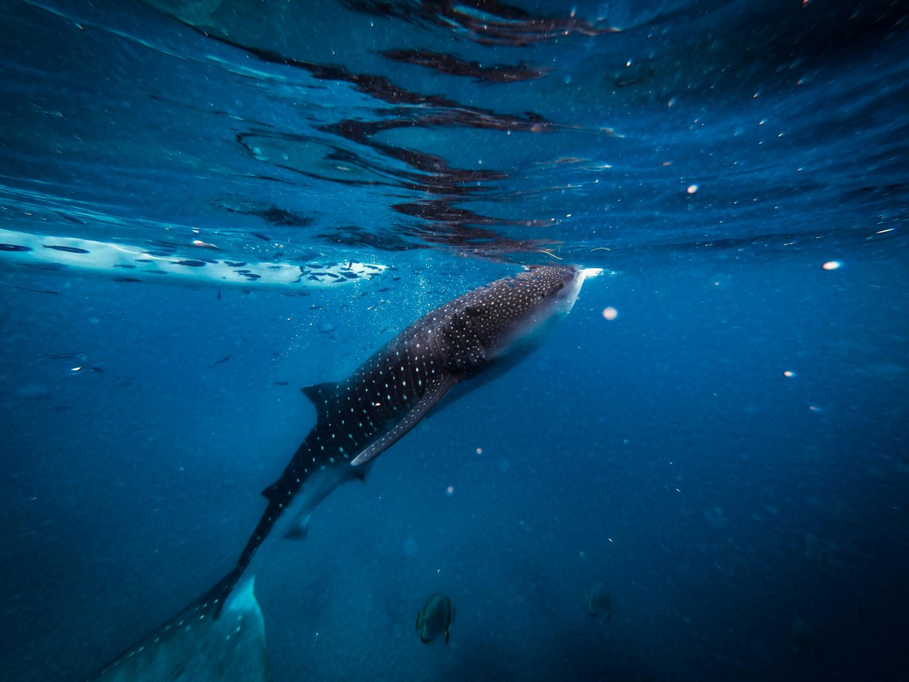 Explore Holbox’s Marine Ecosystem: Discover the Richness of Underwater Life. Find solutions to enhance your experience. Book now at Hotel Punta Caliza!