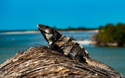 Cómo Viajar de Tulum a Isla Holbox: Rutas y Recomendaciones