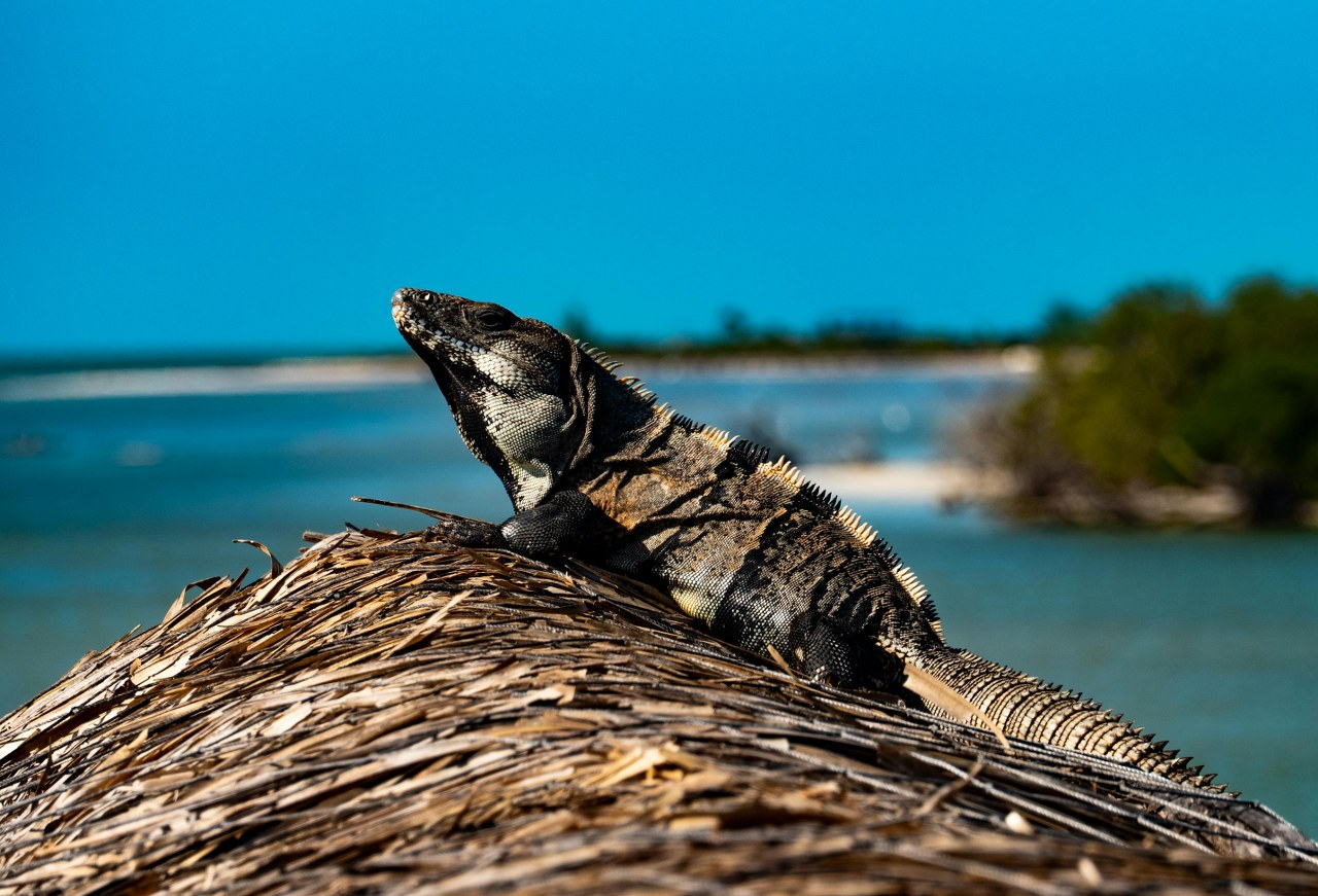 Discover the best routes and recommendations on how to travel from Tulum to Isla Holbox. Plan your journey now and book your stay at Hotel Punta Caliza!