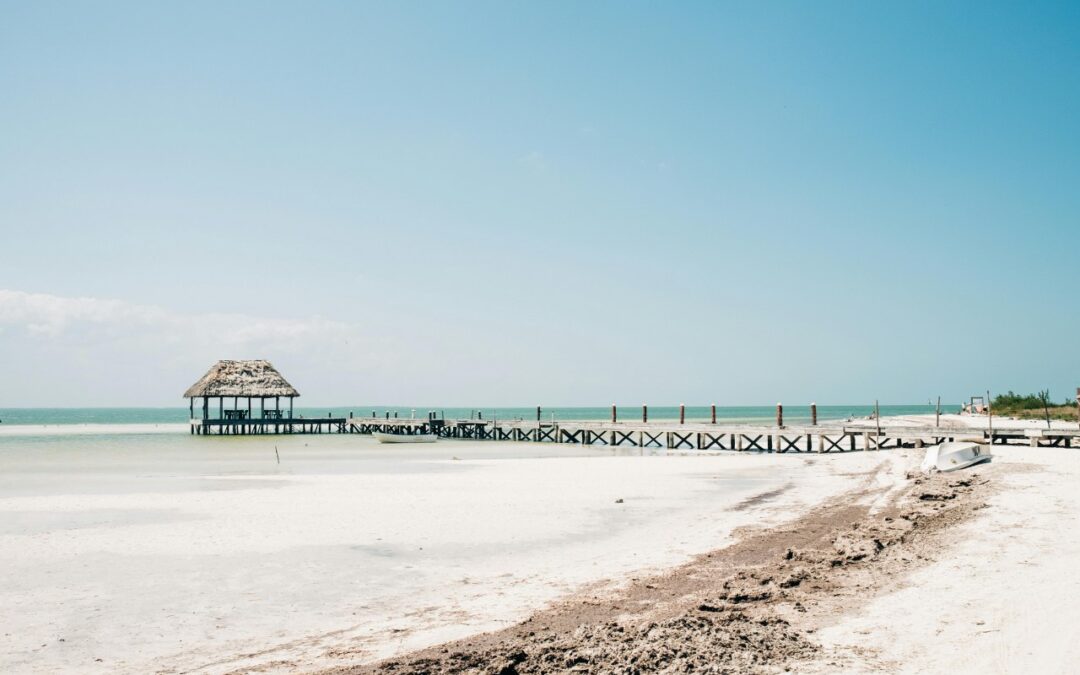 Mangroves of Holbox: Vital Ecosystems and How to Explore This Hidden World