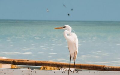 Bioluminiscencia en Isla Holbox: Un Espectáculo Natural que No Te Puedes Perder