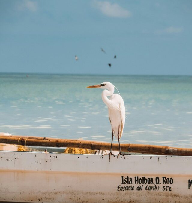 Bioluminiscencia en Isla Holbox: Un Espectáculo Natural que No Te Puedes Perder