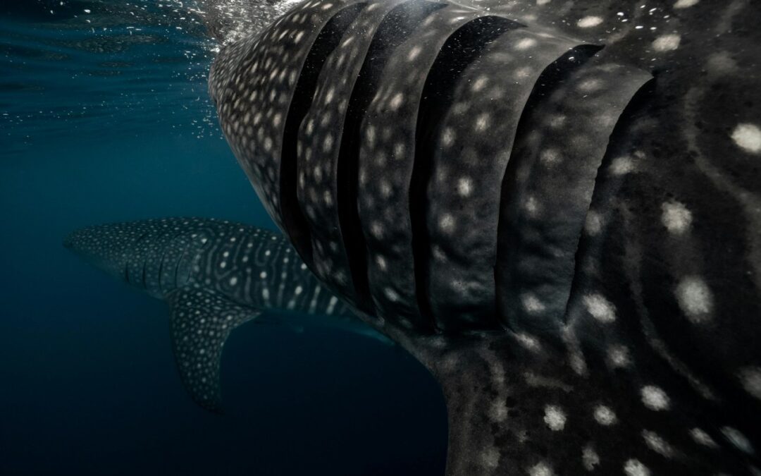 Tiburones Ballena en Holbox: Conoce a los Gigantes Amigables del Caribe